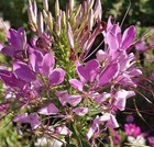 400  Spider Plant Cleome Seeds   fresh Seeds     free Shipping  