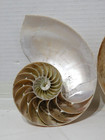 3 Natural Nautilus Seashell Cut Halves 6 -7 
