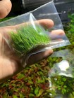  buy 2 Get 1 Free  Dwarf Hair Grass Eleocharis Parvula Clump Aquarium Plants    