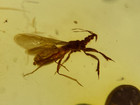 A101 Bu3371 Rare Enicocephalid Gnat Bug In Authentic Burmese Amber Burmite 99mya