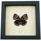 Vibrant Dead Leaf Mimic Butterfly Anaea Anna Verso Rare Framed Taxidermy