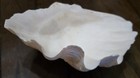 10  Natural Giant Clam Shell Tridacna Gigas Seashell Nautical Decor Beach House