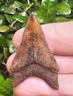 Razor Sharp Virginia Chubutensis Shark Tooth Fossil Not Megalodon