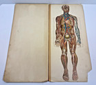    rare Antique Philip   s Popular Mannikin Human Anatomy Flap Book W s  Furneaux 18