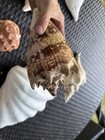 Large Spiny Seashell Specimen Brown   Cream Patterned Spiky Shell