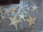 10 Real Starfish Dried