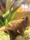 5  Malaysian Trumpet Snails Mts Live Snail Freshwater Aquarium Pond