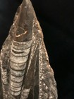 Museum Quality Fossil Rock W Unknown Object 3 3 Lb  From Siberia Region Russia