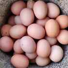  12  Purebred Delaware Hatching Eggs   Dual Purpose Heritage Chicken 