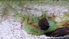 20  Opae Ula  halocaridina Rubra  Hawaiian Volcano Shrimp  see Desc 