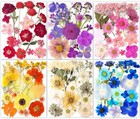 221pcs Real Nature Dried Pressed Flowers For Resin Craft  Dry Pressing Floral   