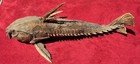 10    Turushuki Catfish Real Taxidermy Preserved Fish Great Condition
