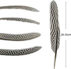 Silver Pheasant Feathers Natural Craft Feathers Long 8-10 Inch Bulk Feathers For