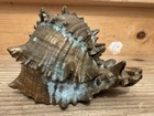 Painted Seashell
