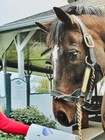 Moneigh Print Painted By Cigar At The Kentucky Horse Park-not Autographed