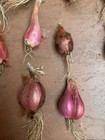 I itoi Onions 20 Sets Heirloom Native American Tohono O odham Multiplier Green