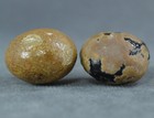 2 Beautiful Llama Bezoar Stones   Roundish Shaped- 7 8 Grams - B141