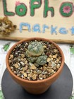 Ariocarpus Astrophytum Aztekium Jourd