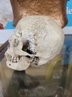 Skull Skeleton Resin Head Gothic Halloween Figurine