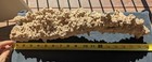 Exceptional Pleistocene Rhizolith the Condor xlarge Fossil Root Cast  17 5 x4 