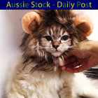 Lion Mane Costume For Cat Dog Pet Clothes Funny Hat Fancy Dress Small