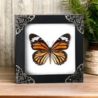 Real Framed Butterfly Collections Wall Hanging Decor Entomology Insect Specimen