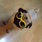 Dog Sunglasses Foldable Medium Size Uv Protection Glasses For Small Dogs