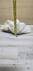 Large Clam Shell Natural 12 Inch