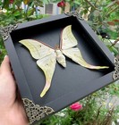Real Luna Moth Framed Butterfly Taxidermy Art For Moon Shelf Wall Decor