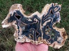 Agatized Coral Fossil Chalcedony Fossilized Mineral Reef Ocean Specimen Florida