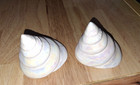 Vintage Nautical Salt   Pepper S p Shaker Set 2 Seashells Taiwan Mop Glow