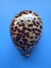 118 1mm   Cypraea Tigris   F    super Giant Size  Yellow Color  rare