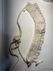 A Decoration For Hair 