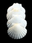 4 White Irish Baking Scallop Shells  3 5-4   Restaurant Quality Beach Decoupage