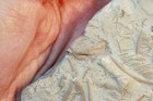 Rare Xenocrinus Baeri Crinoid From Southern Ohio