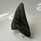 Megalodon Shark Tooth 4 31 Inch - Authentic - Natural Fossil - Real Teeth 20648