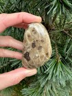 Collector- Grade Polished Petoskey Stone 2 75 - Genuine Michigan Coral Fossil