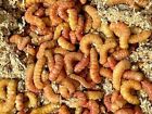 Live Pet Reptile Insect Feeders - Living Bugs Grubs Bearded Dragon Food   Bait