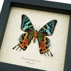 Sunset Moth Urania Rhipheus Real Framed Madagascar Moth Taxidermy Display