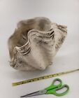 Giant Clam Shell Rare Connected Pair 12lbs 12oz 12x10x10