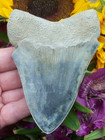 Very Rare Blue 4 5 Inch Megalodon Shark Tooth