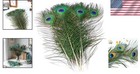 10 Pcs Cruelty-free Peacock Feathers  16-18in  - Unique Decor For Every Occasion