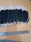 Large Black white Wing Feathers Collection Wild Bird Art Craft Materials Diy 