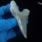 Top Rare Shark Fossil Otodus Obliquus Tooth Fossilized Marine Megalodon Dinosaur