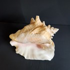 Huge 3 Lbs Queen Conch Shell  Shell  2