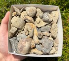 Over 100 Pennsylvanian Age Fossils Goniatites Gastropods Brachiopods Coral Etc