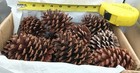  15 25 50 60 75 100pcs  3  To 5  All Natural Pinecones  oven Baked   Lot 142