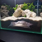 Aquaform Den     Substrate Tunnel Cave For Aquarium   3d Printed Fish Shrimp Hide