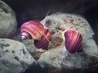 5 Magenta Mystery High Quality Live Aquarium Freshwater Snails Pomacea Bridgesii