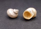 Pearlized Gold Mouth Turbo Seashells Turbo  2 Shells Approx  2  Inches 